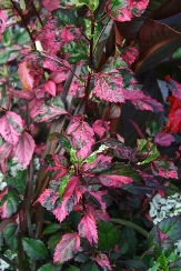 Red Hot Variegated Tropical Hibiscus, Hibiscus rosa-sinensis 'Red Hot'
